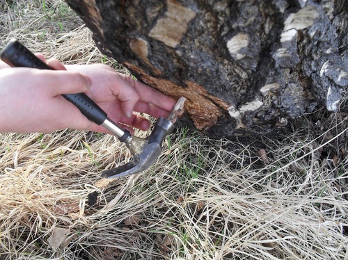 Come raccogliere la linfa di betulla - istruzioni e consigli