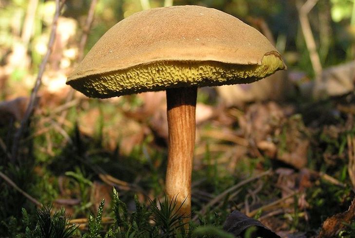 Questi funghi sono spesso dimenticati nella foresta