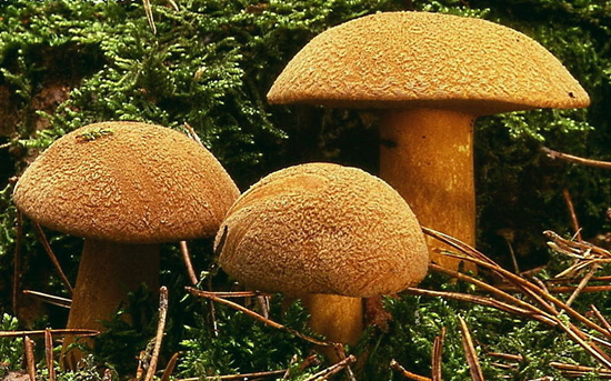 Questi funghi sono spesso dimenticati nella foresta