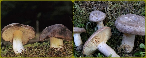 Questi funghi sono spesso dimenticati nella foresta
