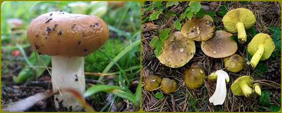 Questi funghi sono spesso dimenticati nella foresta
