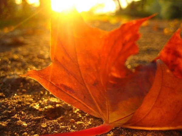 Concorsi divertenti e divertenti per l'Autumn Ball per gli alunni delle elementari, classi 5-7, studenti delle scuole superiori