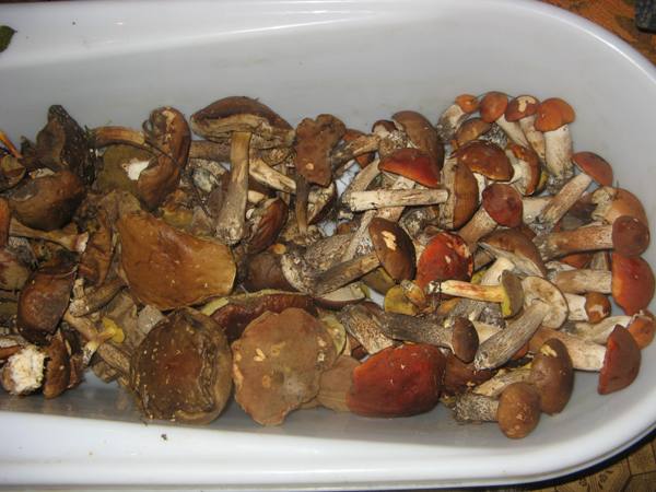 Funghi in scatola per l'inverno