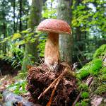 Funghi falsi