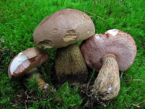 Fungo gall