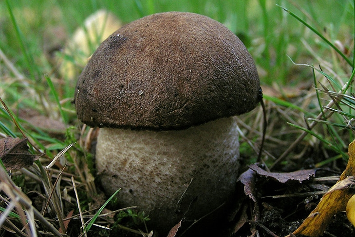 Il miglior fungo autunnale: la mora