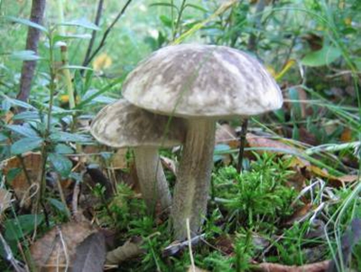 Il miglior fungo autunnale: la mora