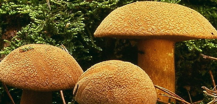 Funghi funghi: descrizioni e precauzioni durante la "caccia tranquilla"