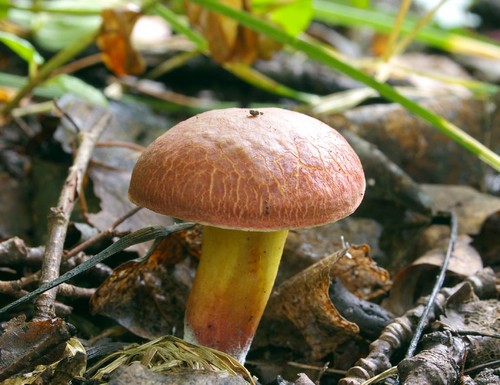 Funghi funghi: descrizioni e precauzioni durante la "caccia tranquilla"