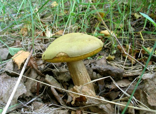 Funghi funghi: descrizioni e precauzioni durante la "caccia tranquilla"