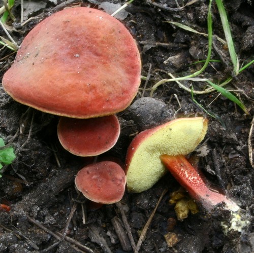 Funghi funghi: descrizioni e precauzioni durante la "caccia tranquilla"