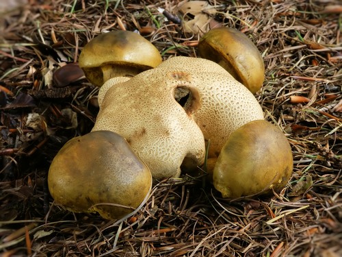 Funghi funghi: descrizioni e precauzioni durante la "caccia tranquilla"