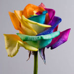 Fiori insoliti - rose iridescenti Fiori insoliti - rose iridescenti