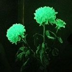 Fiori insoliti - fiori luminosi