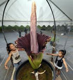 Fiori insoliti - amorphofallus