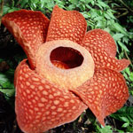 Fiori insoliti - rafflesia