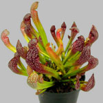 Fiori insoliti - sarracenia