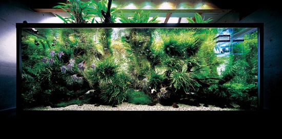Fare un acquario con le tue mani