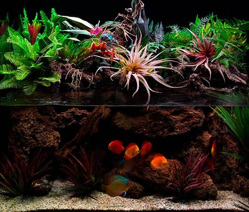 Fare un acquario con le tue mani