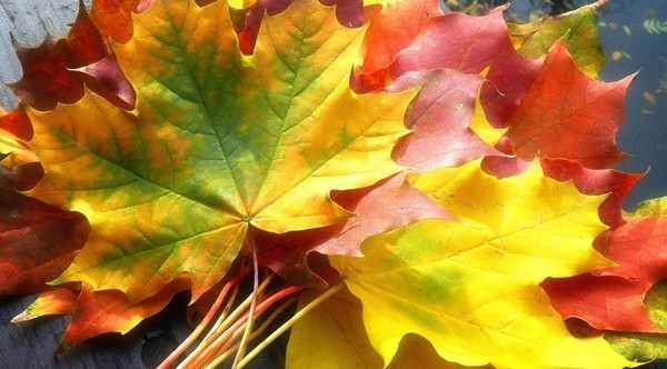 Scenario Autumn Ball nella scuola per studenti delle scuole superiori e gradi 5-7. Stengazeta e danza al Ballo d'Autunno