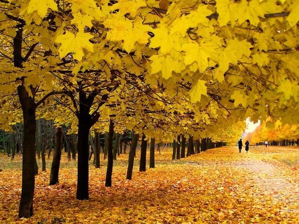 Scenario Autumn Ball nella scuola per studenti delle scuole superiori e gradi 5-7. Stengazeta e danza al Ballo d'Autunno