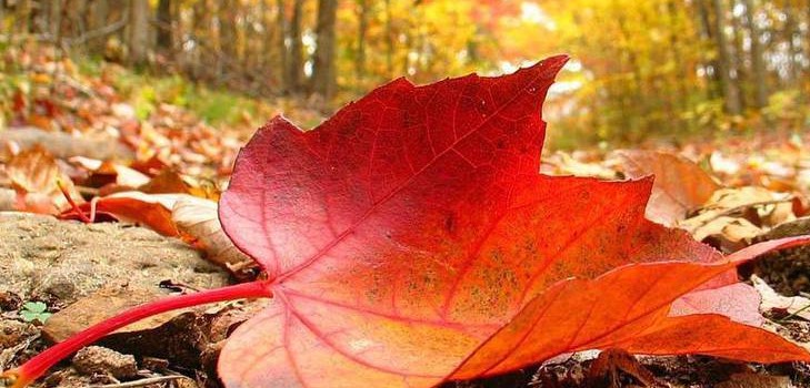 Canzoni e poesie per l'Autumn Ball per gli scolari: il migliore, moderno, bello e breve