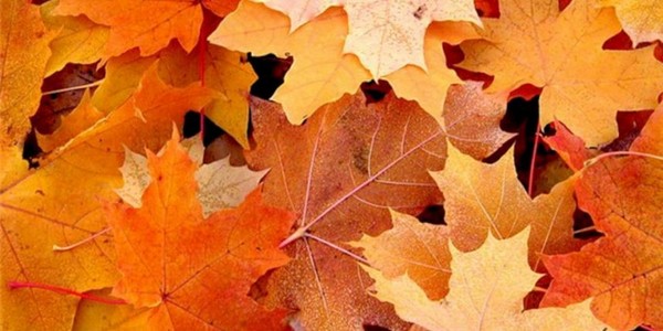 Canzoni e poesie per l'Autumn Ball per gli scolari: il migliore, moderno, bello e breve