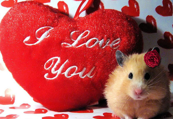 Congratulazioni per il giorno di San Valentino