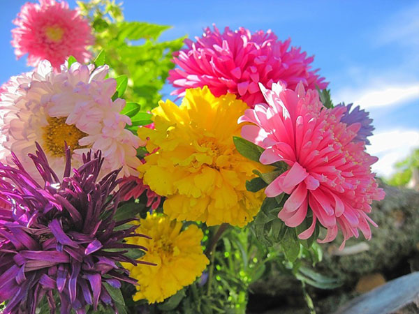 Congratulazioni per il Teacher's Day 2017 in prosa, poesia e immagini