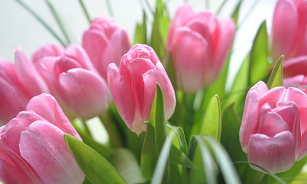 Bellissimi auguri per l'8 marzo alle donne