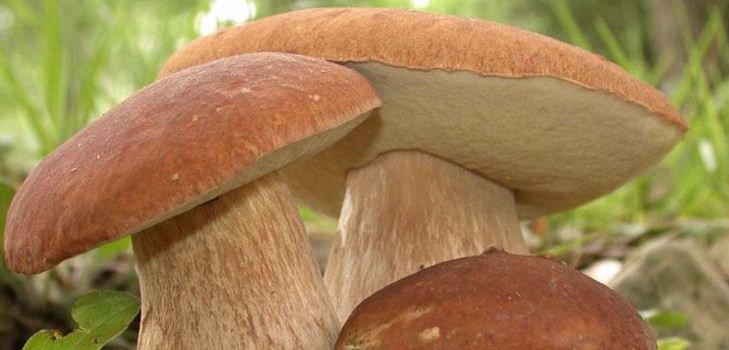 Funghi commestibili: classificazione e precauzioni