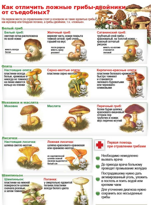 Funghi commestibili: classificazione e precauzioni