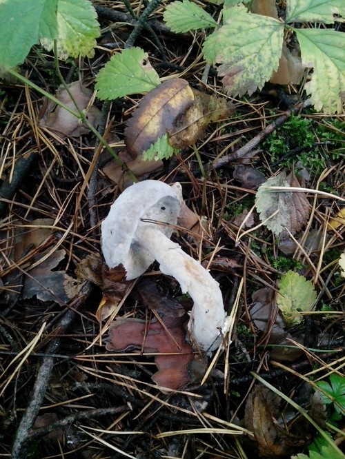 Funghi commestibili: classificazione e precauzioni