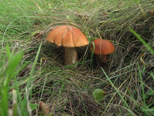 Funghi commestibili, le loro foto e descrizione. Funghi commestibili della Crimea e regione di Mosca in immagini