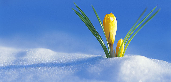 Composizione sul tema della primavera