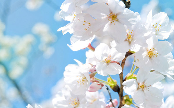 Composizione sul tema della primavera