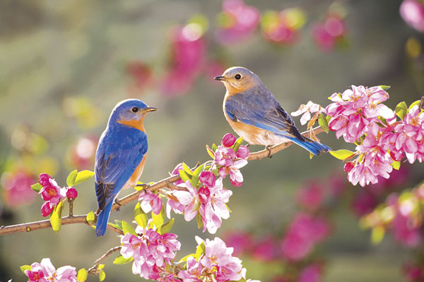 Composizione sul tema della primavera