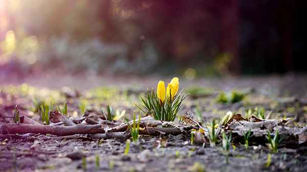 Composizione sul tema della primavera