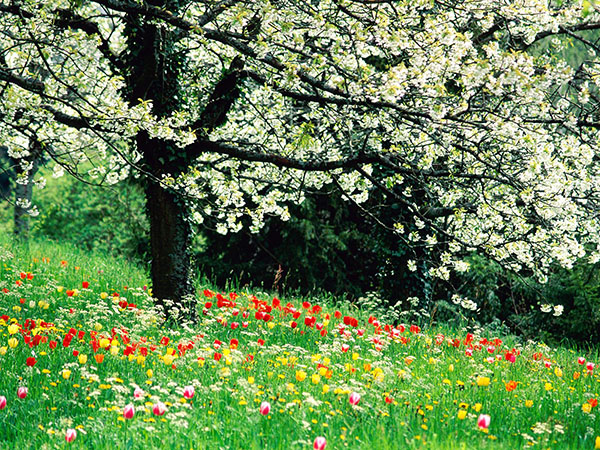 Composizione sul tema della primavera