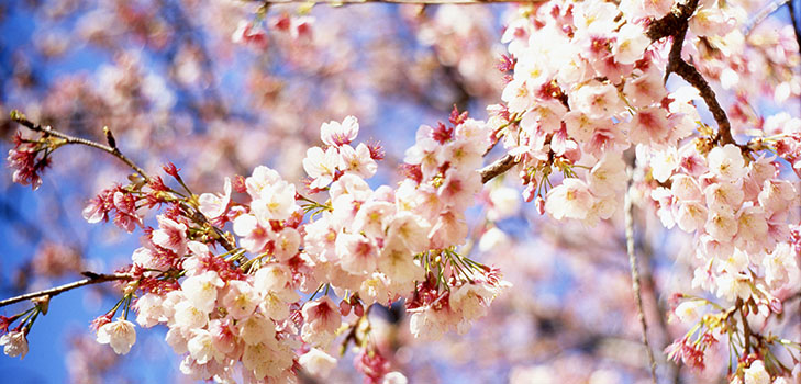 Poesie sulla primavera dei poeti russi