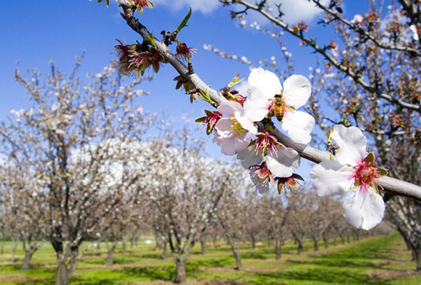 Poesie sulla primavera dei poeti russi