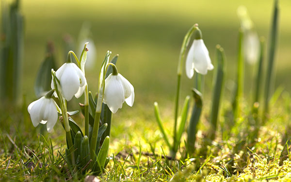 Poesie sulla primavera dei poeti russi