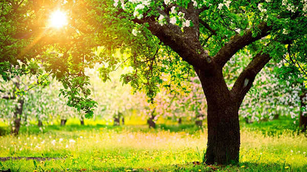 Poesie sulla primavera dei poeti russi