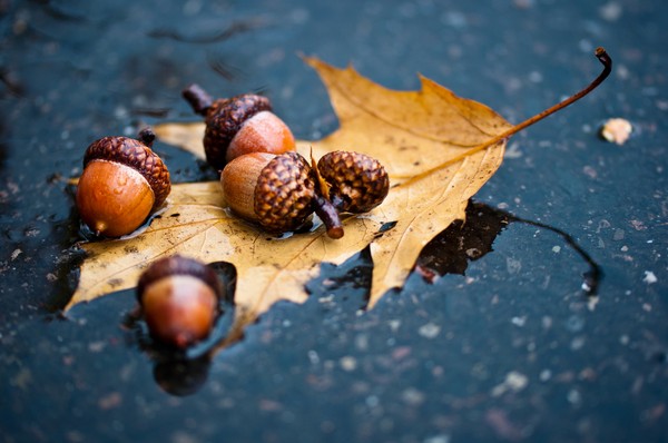 Brevi e belle poesie sull'autunno per i bambini all'asilo e alla scuola