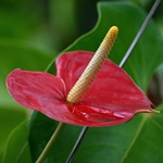Anthurium cura a casa: cosa succede se l'anthurium diventa giallo?