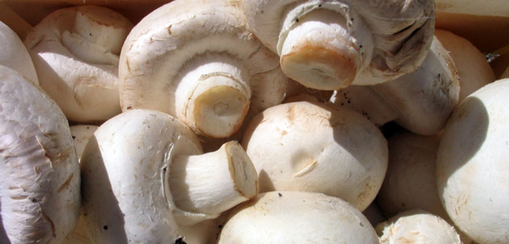 Champignons in crescita in casa