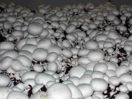 Champignons in crescita in casa