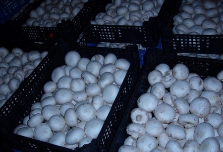 Champignons in crescita in casa