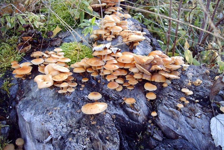 Funghi velenosi: agarici falsi miele, foto