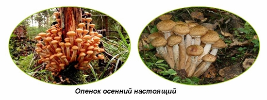 Funghi velenosi: agarici falsi miele, foto